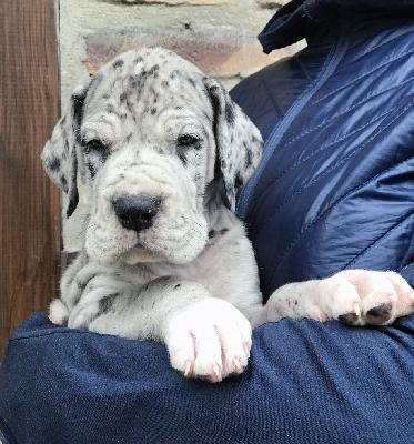 FKingdom Vom Ganschower Land