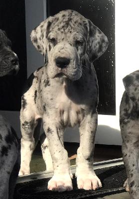 FKingdom Vom Ganschower Land