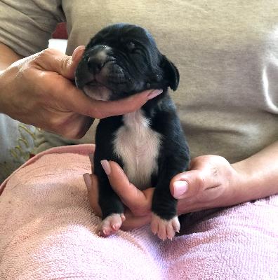 Finja Vom Ganschower Land