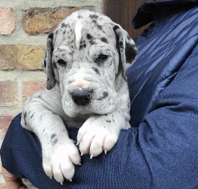 Friedel Vom Ganschower Land