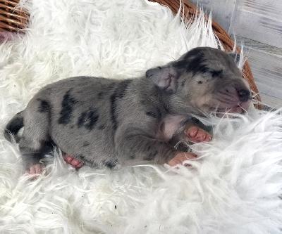 Frieda Vom Ganschower Land