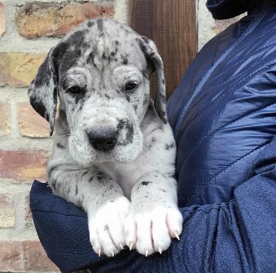 Frieda Vom Ganschower Land