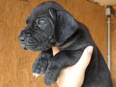 Fuego Vom Herstallturm