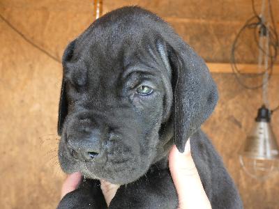 Filou Vom Herstallturm