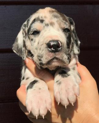 Fee Vom Herstallturm