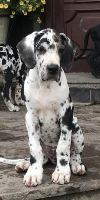 Fee Vom Herstallturm