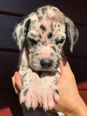 Freia Vom Herstallturm