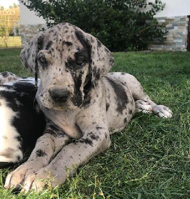 Fiona Vom Herstallturm