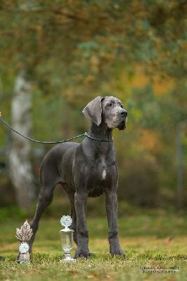 Bello e impossibile Ortensia Blu