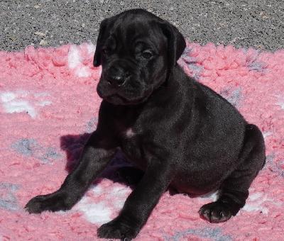 Grizzly Vom Herstallturm