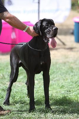 Grizzly Vom Herstallturm