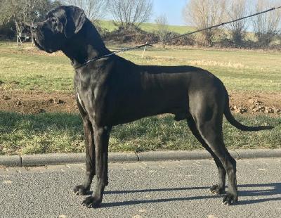 Grizzly Vom Herstallturm