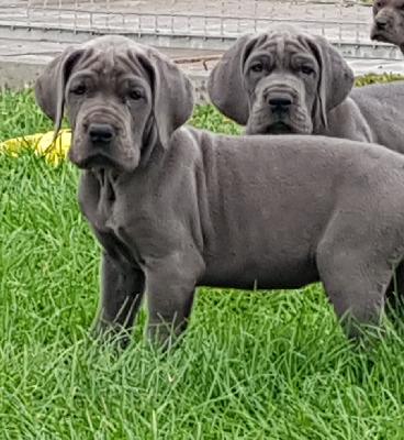 Jette Joop Vom Hause Wagner