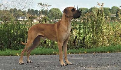 Lun Bisnieto de Shanuy V.T. BRÖKSKE