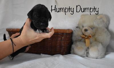 Humpty Dumpty vom Altmühlerhof