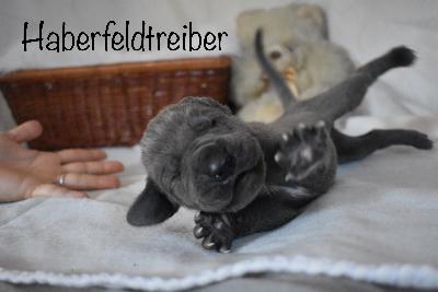 Haberfeldtreiber vom Altmühlerhof