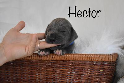 Hector vom Altmühlerhof