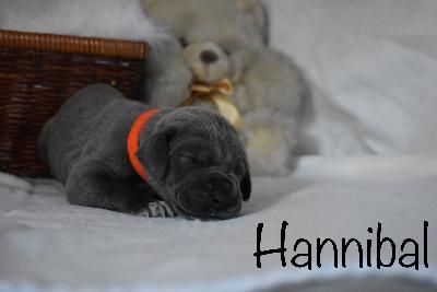 Hannibal vom Altmühlerhof