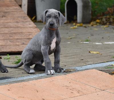 Hannibal vom Altmühlerhof