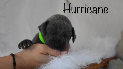 Hurricane vom Altmühlerhof