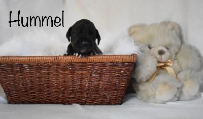 Hummel vom Altmühlerhof