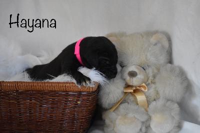 Hayana vom Altmühlerhof