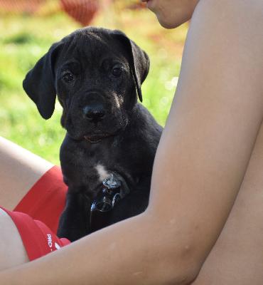 Hayana vom Altmühlerhof