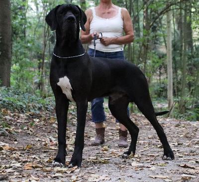 Koenigssohn von den Bischofsbaeumen