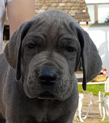 Klabautermann Vom Hause Wagner