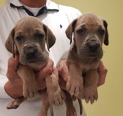 Knirps Vom Hause Wagner