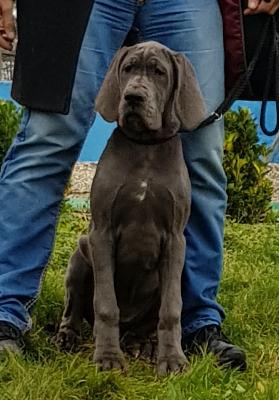 Krawallschachtel Vom Hause Wagner