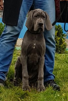 Krawallschachtel Vom Hause Wagner