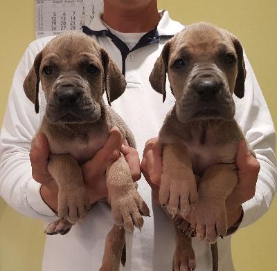 Kamikaze Zora Vom Hause Wagner