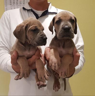 Kaiserin Sissi Vom Hause Wagner