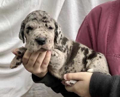 Wolfgang Von Schlesien