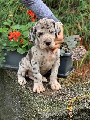 Wolfgang Von Schlesien