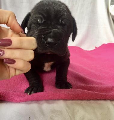 Wölfchen Von Schlesien