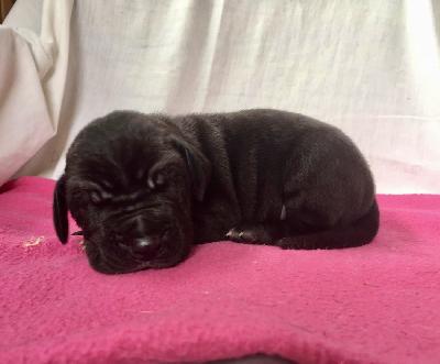 Wölfchen Von Schlesien