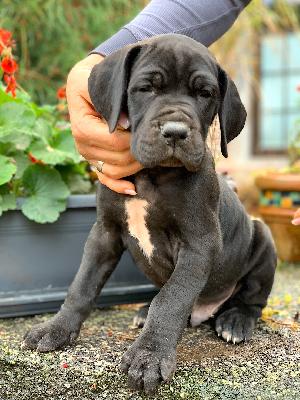 Wölfchen Von Schlesien