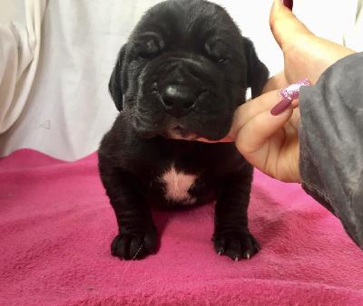 Wulfgar Von Schlesien