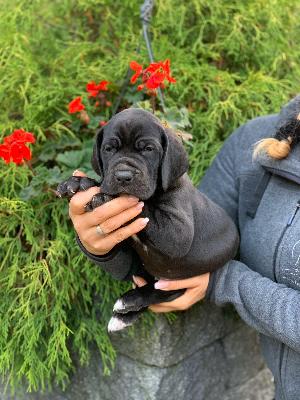 Wulfgar Von Schlesien