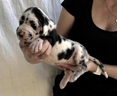 Wunderbare Von Schlesien