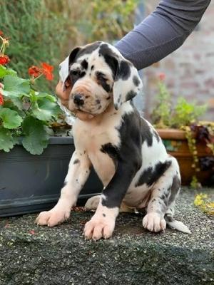 Wunderbare Von Schlesien