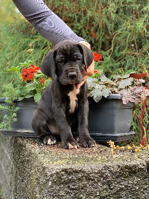 Wilfriede Von Schlesien