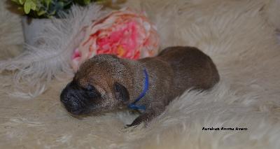 Aurelian Anima Avani