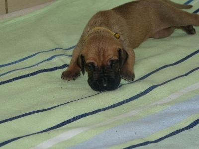 Piet Casimir vom Altranstädter Schloß