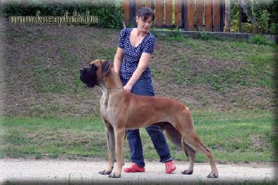 Cerberos KÖZÉPFÖDLI