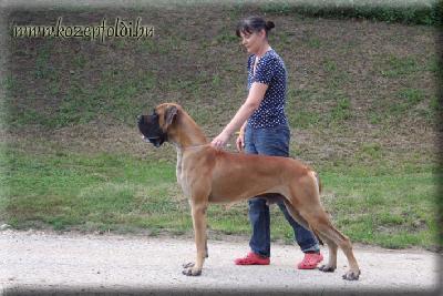 Cerberos KÖZÉPFÖDLI