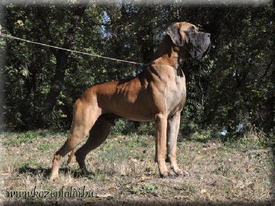 Cerberos KÖZÉPFÖDLI