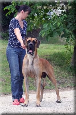 Cerberos KÖZÉPFÖDLI